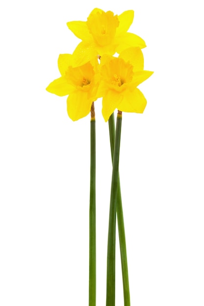 Yellow narcissus