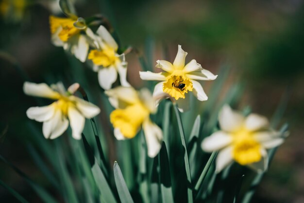 yellow narcissuses under the sunlight Beautiful yellow daffodils