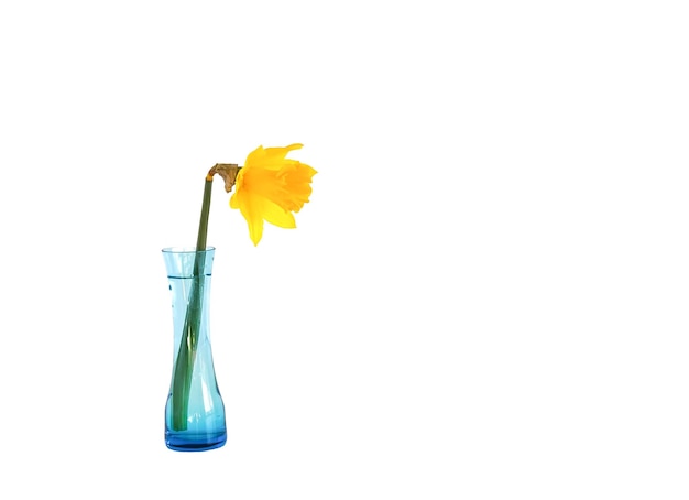 Yellow narcisus flower or daffodil plant in the blue glass vase on white background