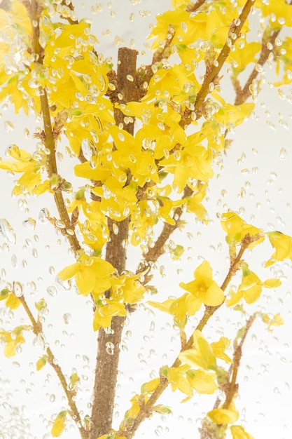 Photo yellow natural branch of forsythia flower