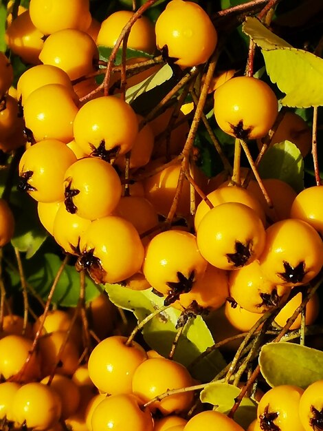 Yellow nature berries