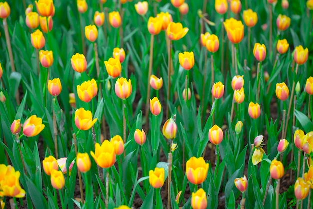 Yellow Netherlands tulips flower field blossom with in Netherlands.