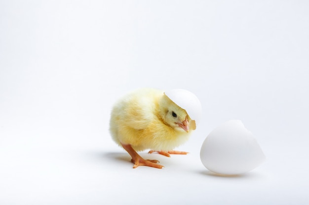 yellow new born chick and egg shell