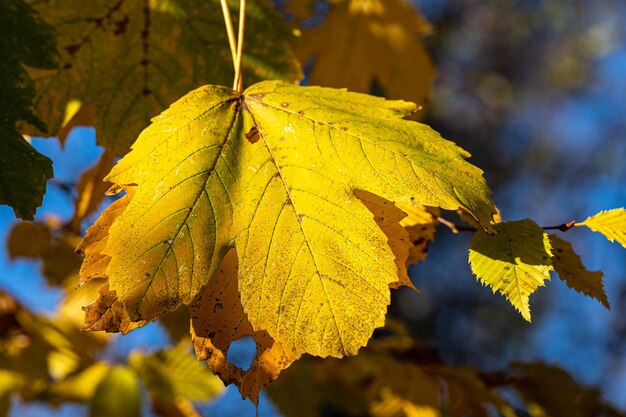 Yellow oak leaf on a big oak tree