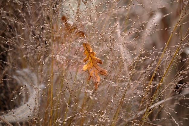 Yellow oak leaf in a field on dry grass. Selective focus, bokeh. The theme of loneliness, reflections.