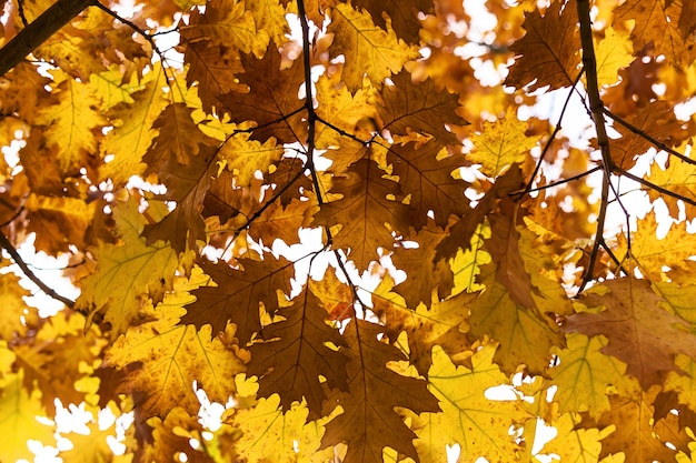 Yellow oak leaves, Autumn background from the fallen down leaves.