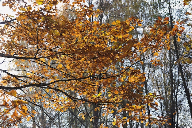 黄色のオークの葉-オークの枝のある秋の風景