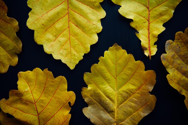 Yellow oak leaves on black backdrop, close-up. Abstract leafy background, flat lay.