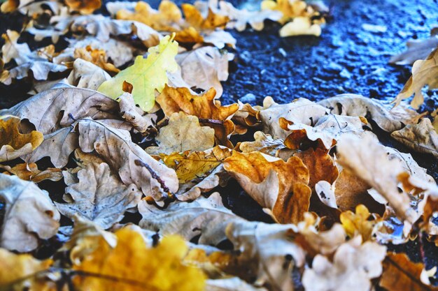 Yellow oak leaves falling on the wet asphalt in autumn.