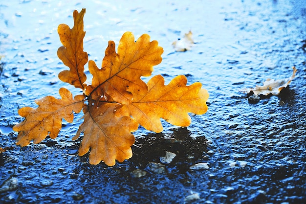 Yellow oak leaves falling on the wet asphalt in autumn.