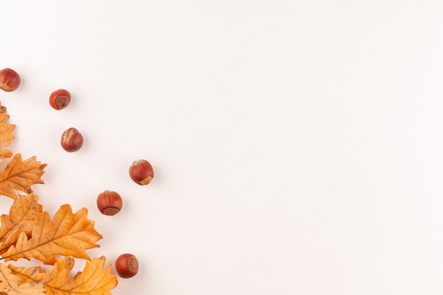 yellow oak leaves and hazelnuts 