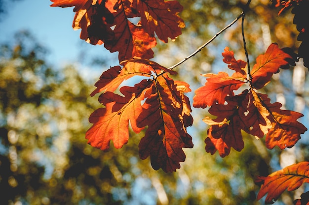 yellow oak leaves retro