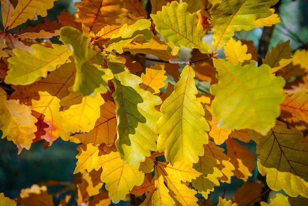 Yellow oak leaves in the sunlight, close-up. Abstract autumn background, space for copying.