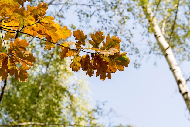 Yellow Oak Leaves