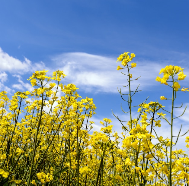 푸른 하늘 아래 노란 oilseed 필드