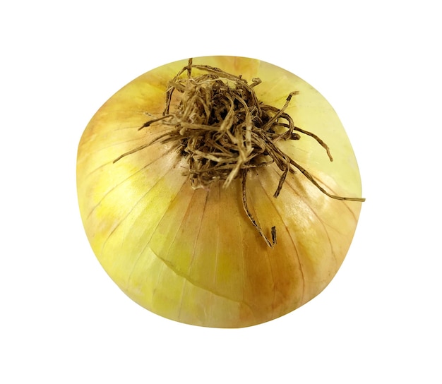 A yellow onion with the top of it