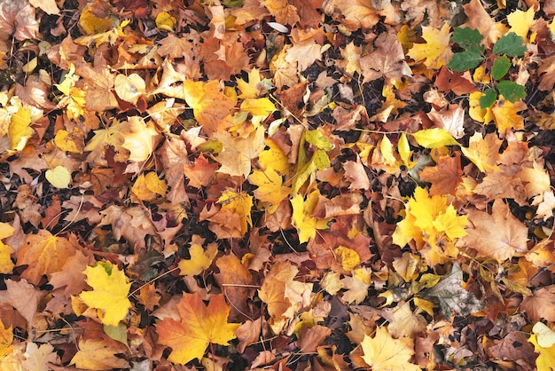 Yellow and orange autumn leaves background View from above