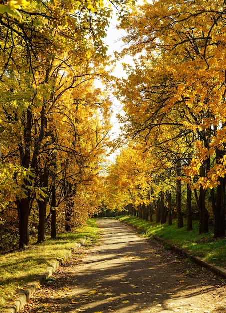 Yellow and orange autumn trees on the alley in the park