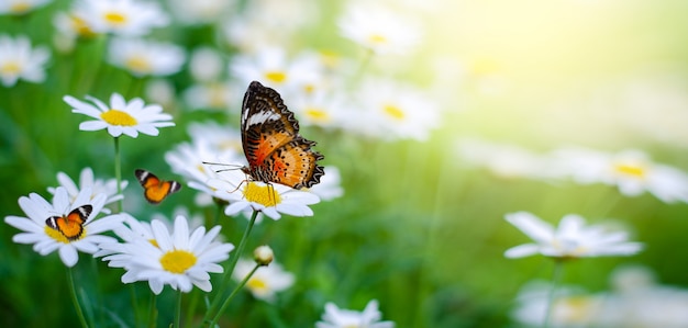 照片黄橙色的蝴蝶是在白粉红色的花在绿色的草地上