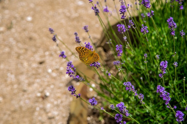 A yellow-orange butterfly sits on bright purple lavender flowers. . High quality photo