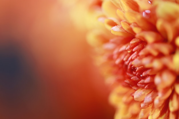 Yellow orange closeup sweet bright colourful flower