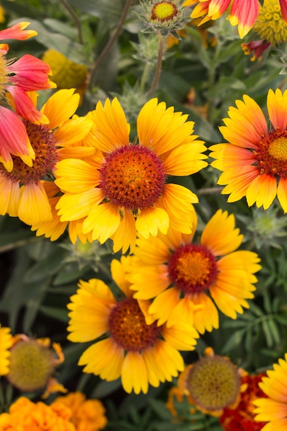 パークテンニンギクの花壇に黄色いオレンジ色の花