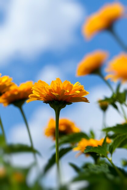 夏の黄橙色の花