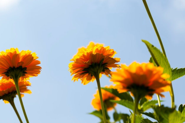 여름에 노란색-주황색 꽃