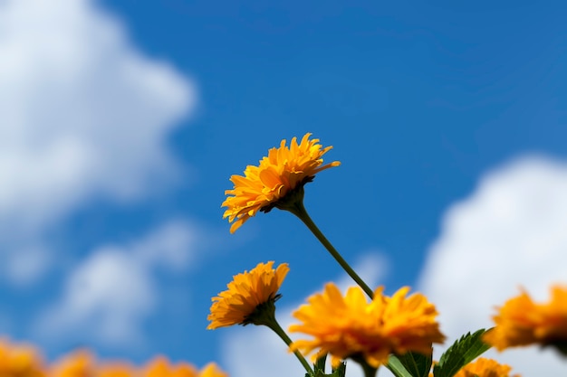 夏の黄橙色の花