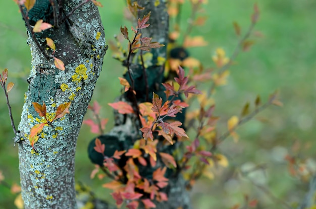 Photo yellow and orange leaves on a branch