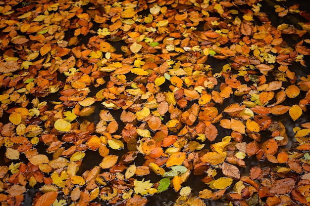 Yellow orange leaves puddle