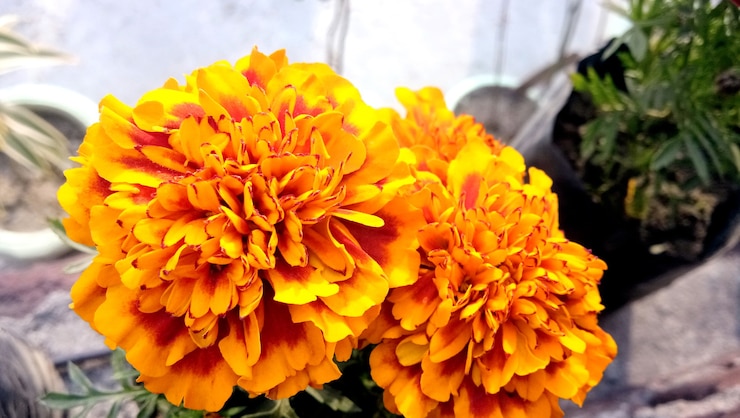 Photo 庭の黄色とオレンジ色のマリーゴールドの花