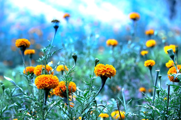 Yellow and orange marigold flowers Tagetes in bloom among other flowers in the garden