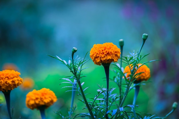 노란색과 주황색 금잔화 꽃 정원의 다른 꽃들 사이에서 피어난 타게테스