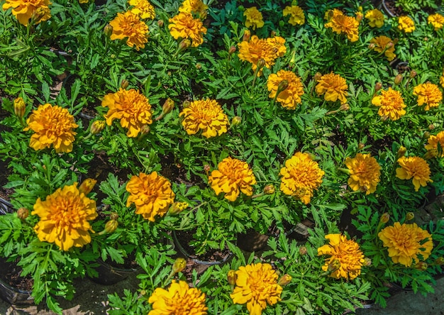 Желтые и оранжевые календулы в природе