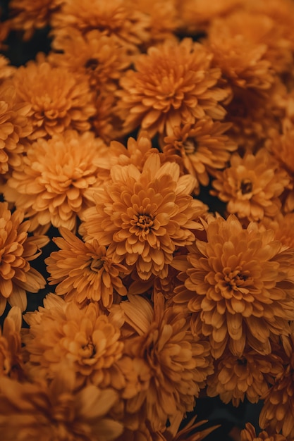 Yellow and orange petals