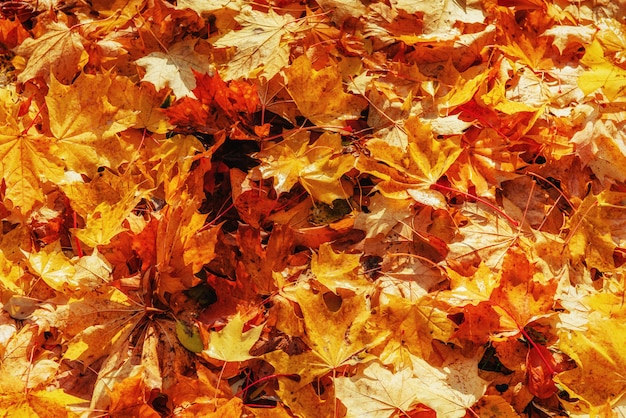 Yellow, orange and red autumn leaves in fall background