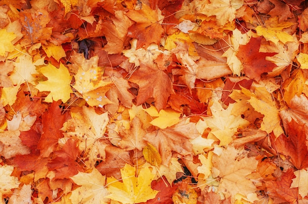 Foglie di autunno gialle, arancio e rosse nel parco di caduta