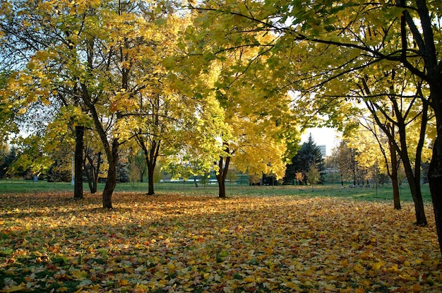 желтые оранжевые и красные осенние листья на деревьях