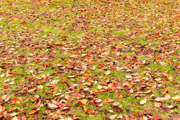 黄色、オレンジ、赤の紅葉