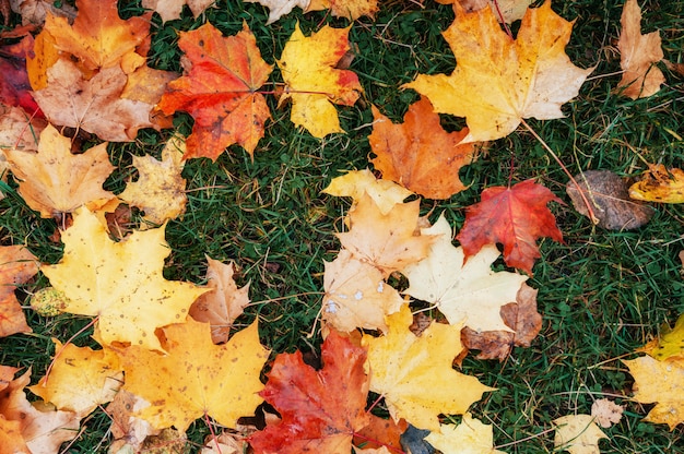 Yellow, orange and red autumn