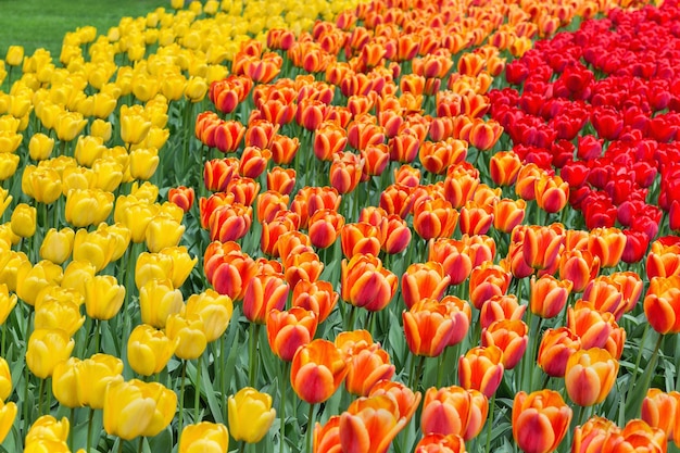 Yellow orange and red tulips in a park background selective focus