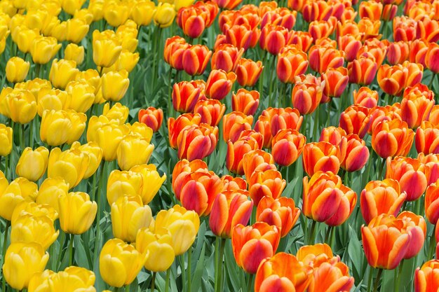 Yellow orange and red tulips in a park background selective focus