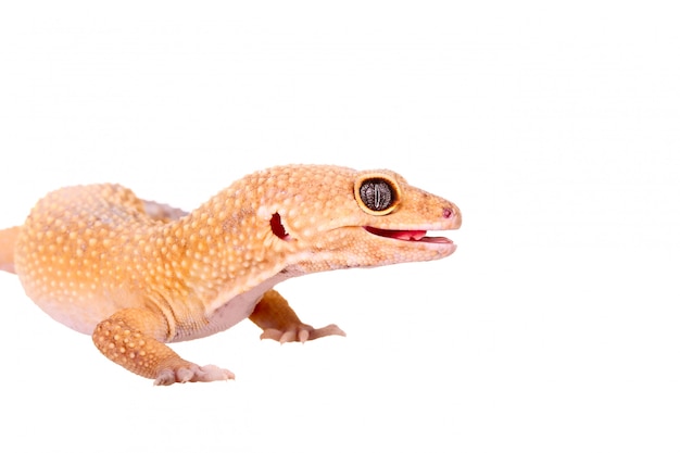 Yellow and orange spotted leopard gecko on white