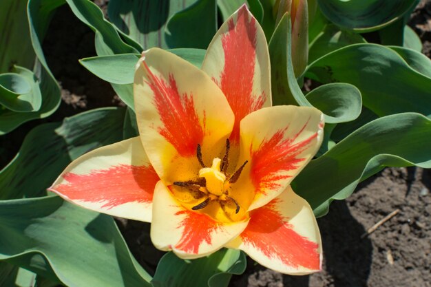 Yellow-orange tulip in the spring garden