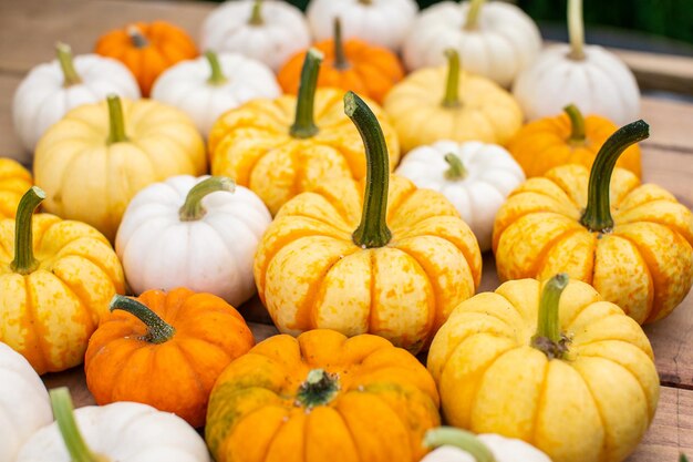Yellow orange and white pumpkins are lying on a wooden table