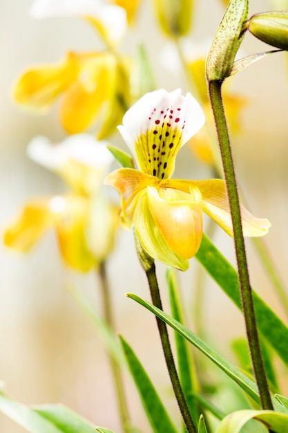 노란 난초, 아름다운 Paphiopedilum