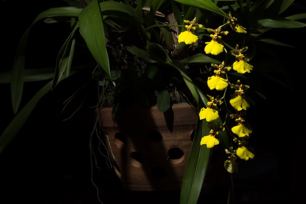 Yellow orchid, black background