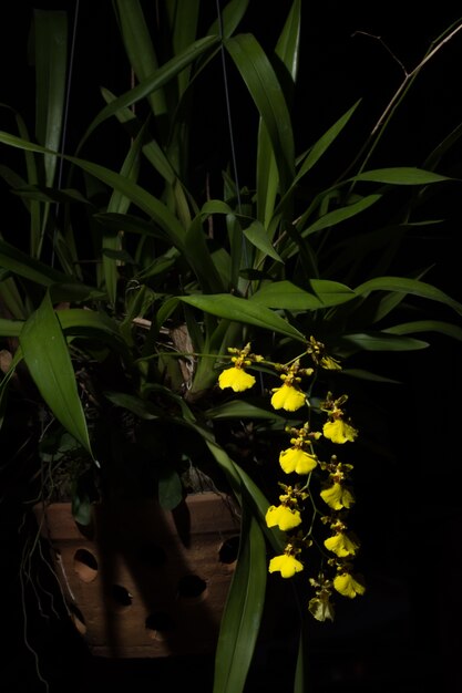 Yellow orchid, black background