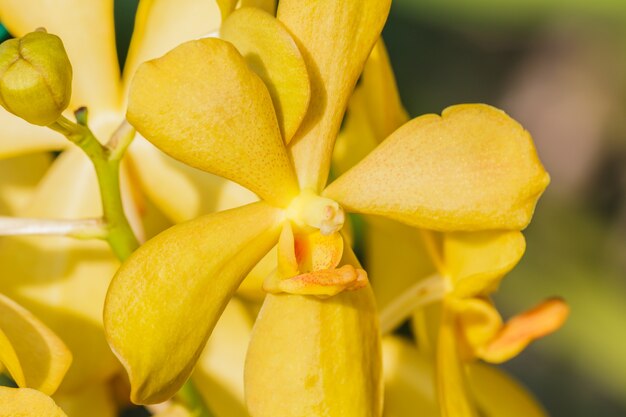 Orchidea gialla su sfondo sfocato.